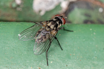 Adult Muscoid Fly