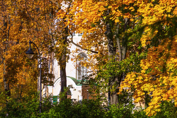Naklejka premium Yellow autumn leaves in the park. A quiet calm autumn day.