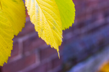 Yellow autumn leaves in the park. A quiet calm autumn day.