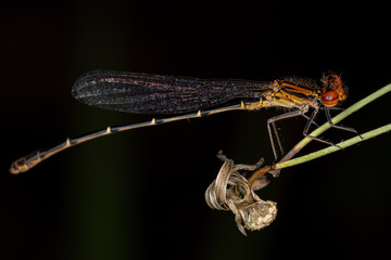 Adult Narrow-winged Damselfly