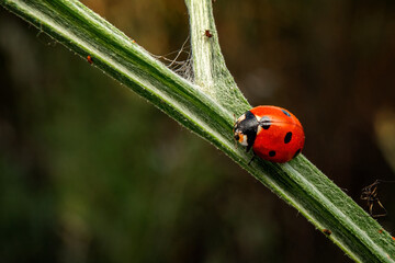 A Ladybird on a thorny flower