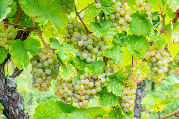 vineyard with ripe grapes in the Alsace region - obrazy, fototapety, plakaty