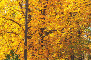 Yellow autumn leaves in the park. A quiet calm autumn day.