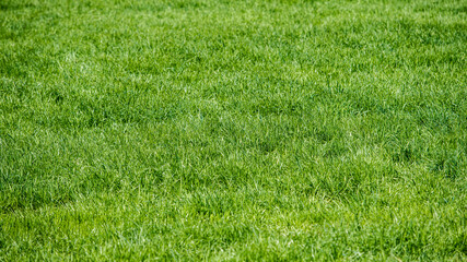 Full frame shot of Grass or Lawn texture