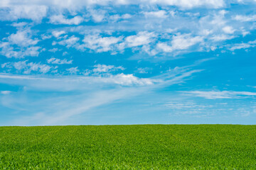 Green meadows with blue sky and clouds background