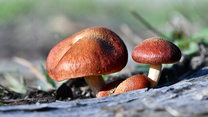 Fungi in the Wonthaggi Wetlands Condservation Park in Autumn, mushroom which may also be a toadstool