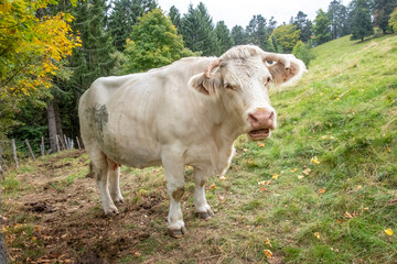 Naklejka na ściany i meble french milk cow at the green meadow at mountain petit Ballon in the Alsace region of France