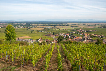 scenic landscape with vineyard in the Alsace region with small village