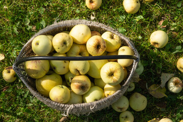 An old wicker basket with ripe fallen white apples, apples and leaves of an autumn garden nearby in the grass in bright sunlight.