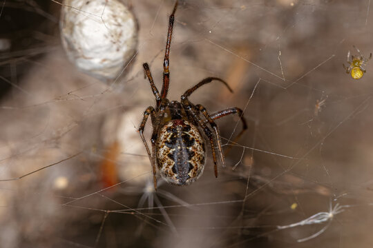 Adult Female Cobweb Spider