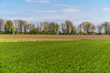 Green farmers field. Rural landscape