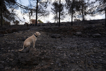 A Dog in a Burnt Forest