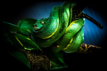 Snake on a branch, closeup of a tropical reptile