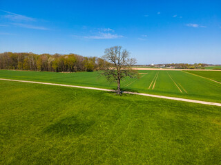 Naklejka premium Field, Tree And Blue Sky