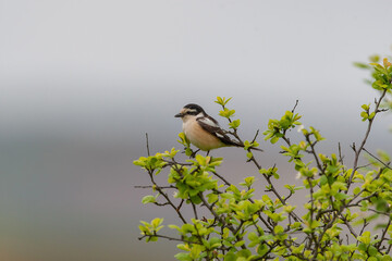 Lesser Gray Shrike (Lanius) perched on a tree branch