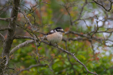 Lesser Gray Shrike (Lanius) perched on a tree branch