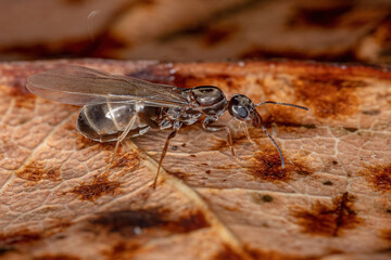 Adult Female Pyramid Queen Ant