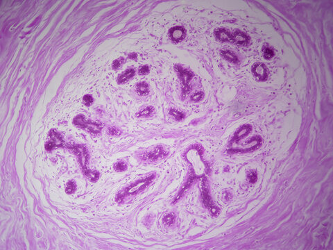 Microscope histology image of mammary gland lobule (100x)