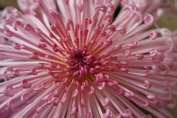 Faint Pink flower center of Chrysanthemum 'Kudamono' in full bloom
