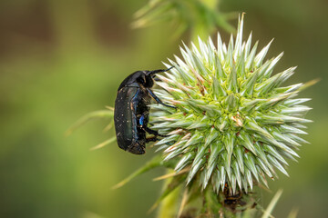 A bug on a thorny flower