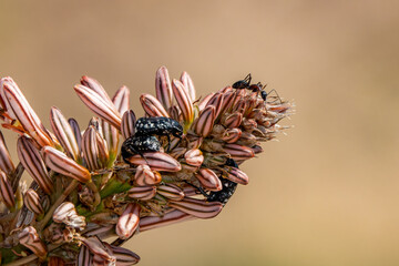 A bug on a thorny flower