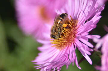 Pszczoła zbierajaca pyłek  - obrazy, fototapety, plakaty