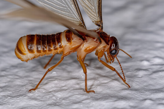 winged termites
