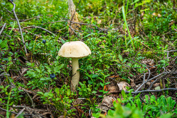 Leccinum mushroom is white in green grass. Edible wild mushroom
