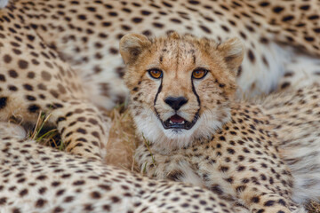 A pile of cheetahs in Masai Mara, Kenya. Close-up portrait