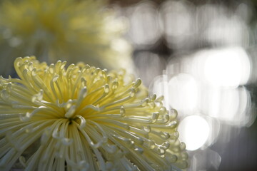 Light Cream flower center of Chrysanthemum 'Kudamono' in full bloom
