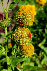 bug crawling on yellow autumn flower