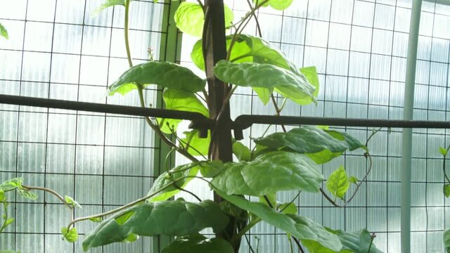 Malabar Spinatoder Ceylonspinat  im Glashaus Schwenk