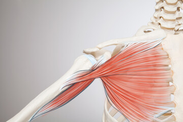 Chest muscle, human skeleton anatomy illustration 