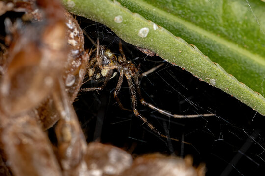 Adult Female Cobweb Spider