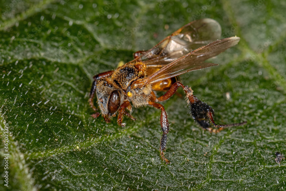 Sticker Adult Stingless Bee