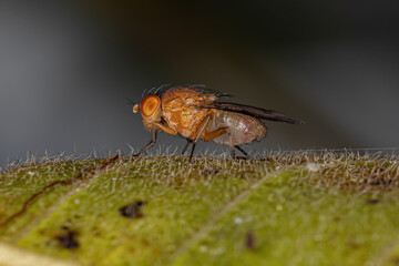 Adult Acalyptrate Fly
