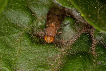Adult Acalyptrate Fly