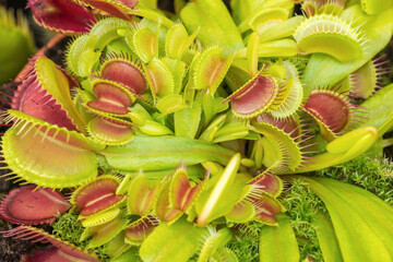 Venus flytrap (Dionaea Muscipula) with its trapping mechanism. American flowering plant with...