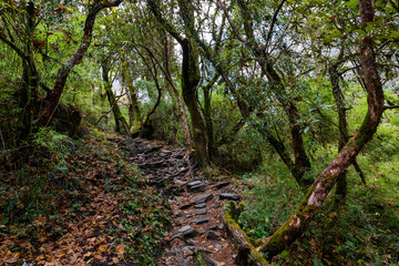 Fototapeta na wymiar Stone footpath in fantastic green tropical jungle. Rainforest in Nepal, Himalaya