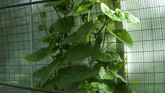 Malabar Spinatoder Ceylonspinat  im Glashaus, Schwenk