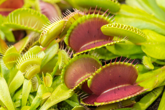 Closeup of the Dionaea Muscipula snap traps. Venus flytrap carnivorous plant