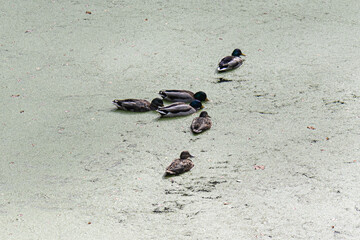 Ducks on a small pond