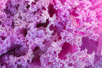 Purple-pink rosette of ornamental kale or cabbage (Brassica Oleracea or Acephala). Natural bi-color...
