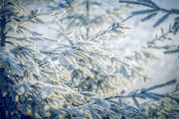 Branches of spruce in frost and snow.