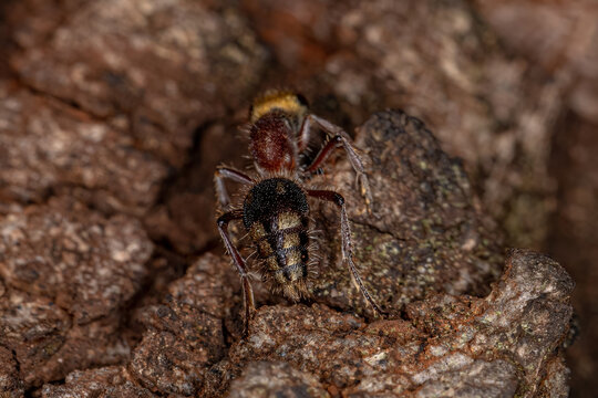 Adult Velvet Ant