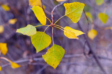 Obraz premium dry autumn leaves on a branch. birch leaves. leafs on a blurred background. yellow-green leaves on a birch branch. autumn time, forest background, close-up. macro photo of nature. selective focus