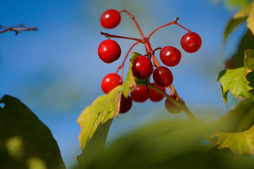 Obraz premium red Viburnum berries on a branch with leaves autumn background. Viburnum branches covered with beautiful red berries, green leaves. autumn colors, beautiful season, close-up