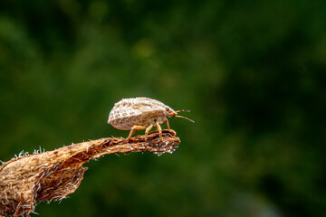 A bug on a thorny flower