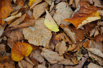 dry leaves. Dry fallen brown leaves in autumn Park. autumn background with dry leaves, top view, close-up. autumn season, bright leaves, nature in the forest. selective focus