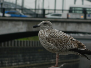 seagull on the pier